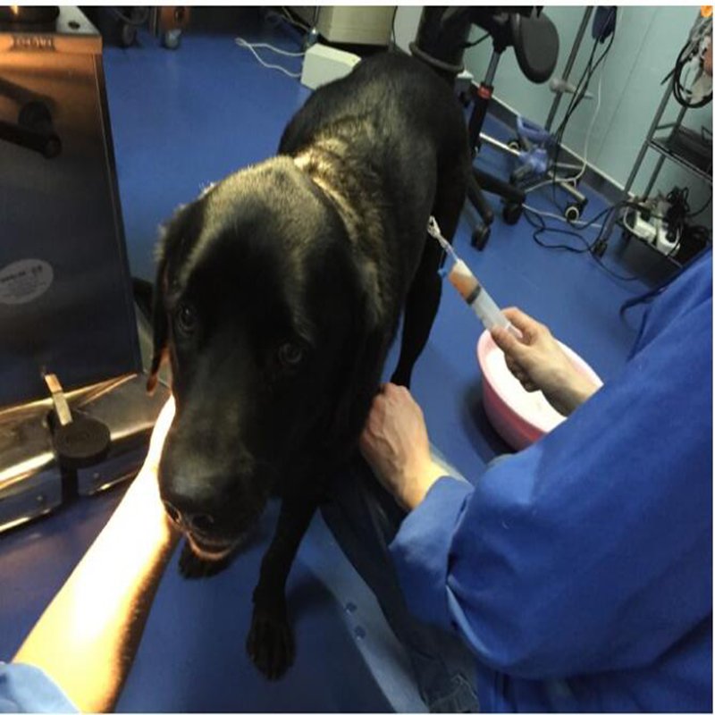 3 Animal Thoracoabdominal Effusion Drainage Catheter