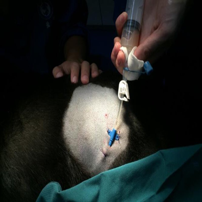 4 Animal Thoracoabdominal Effusion Drainage Catheter