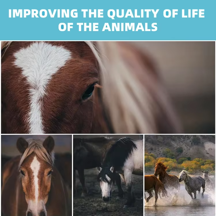 Portable Pneumatic Equine Shockwave Therapy Machine