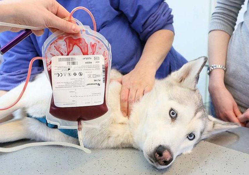 Veterinary Disposable Blood Bag | LumaVet Veterinary Equipment