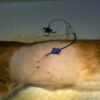 6 Animal Thoracoabdominal Effusion Drainage Catheter