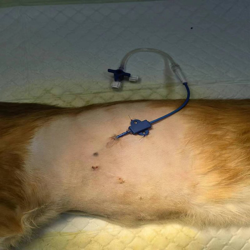 6 Animal Thoracoabdominal Effusion Drainage Catheter