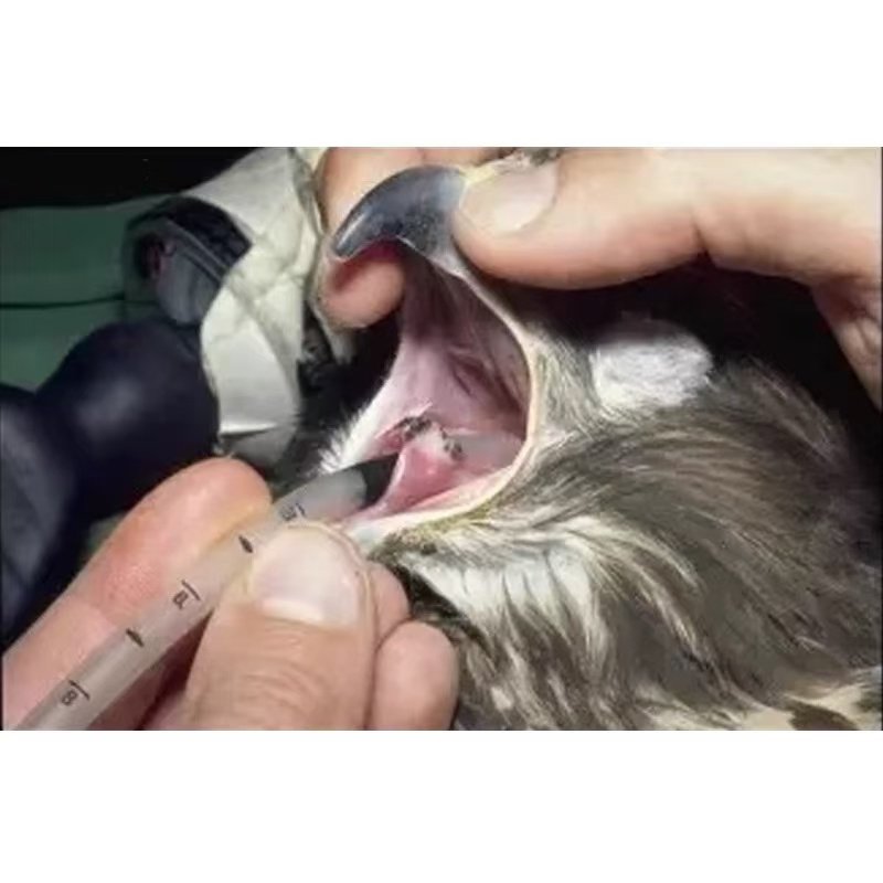 Anesthetic Endotracheal Tube for Exotic Pets & Birds
