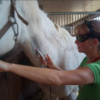 Dual-Stand Digital X-Ray System For Large Animal - DR System | IWA Medical