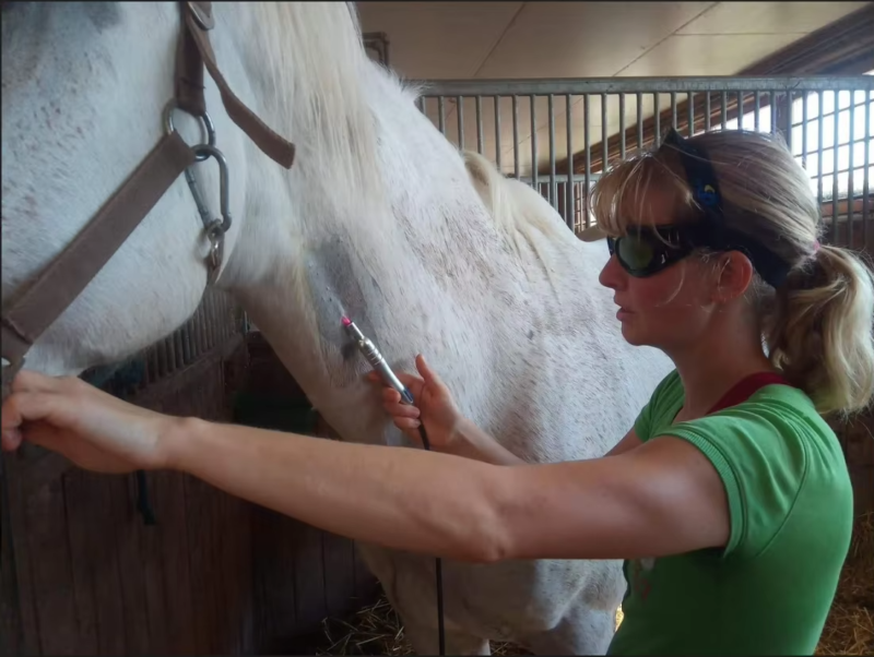 Dual-Stand Digital X-Ray System For Large Animal - DR System | IWA Medical