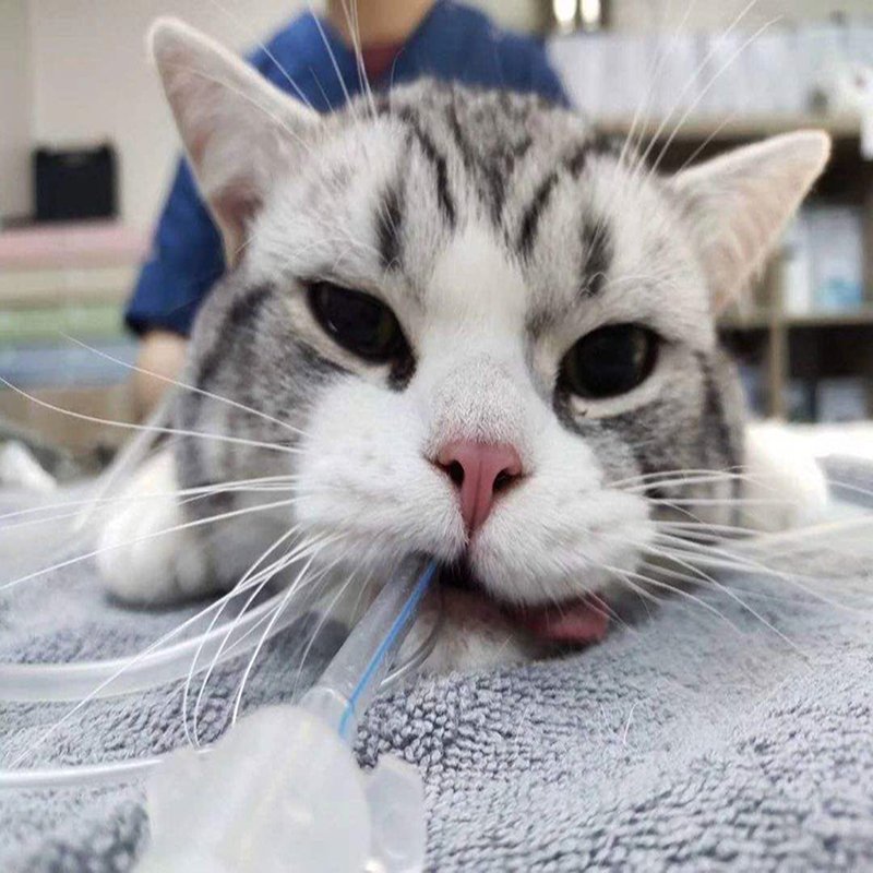 Endotracheal Tube for Cats (Specialized)