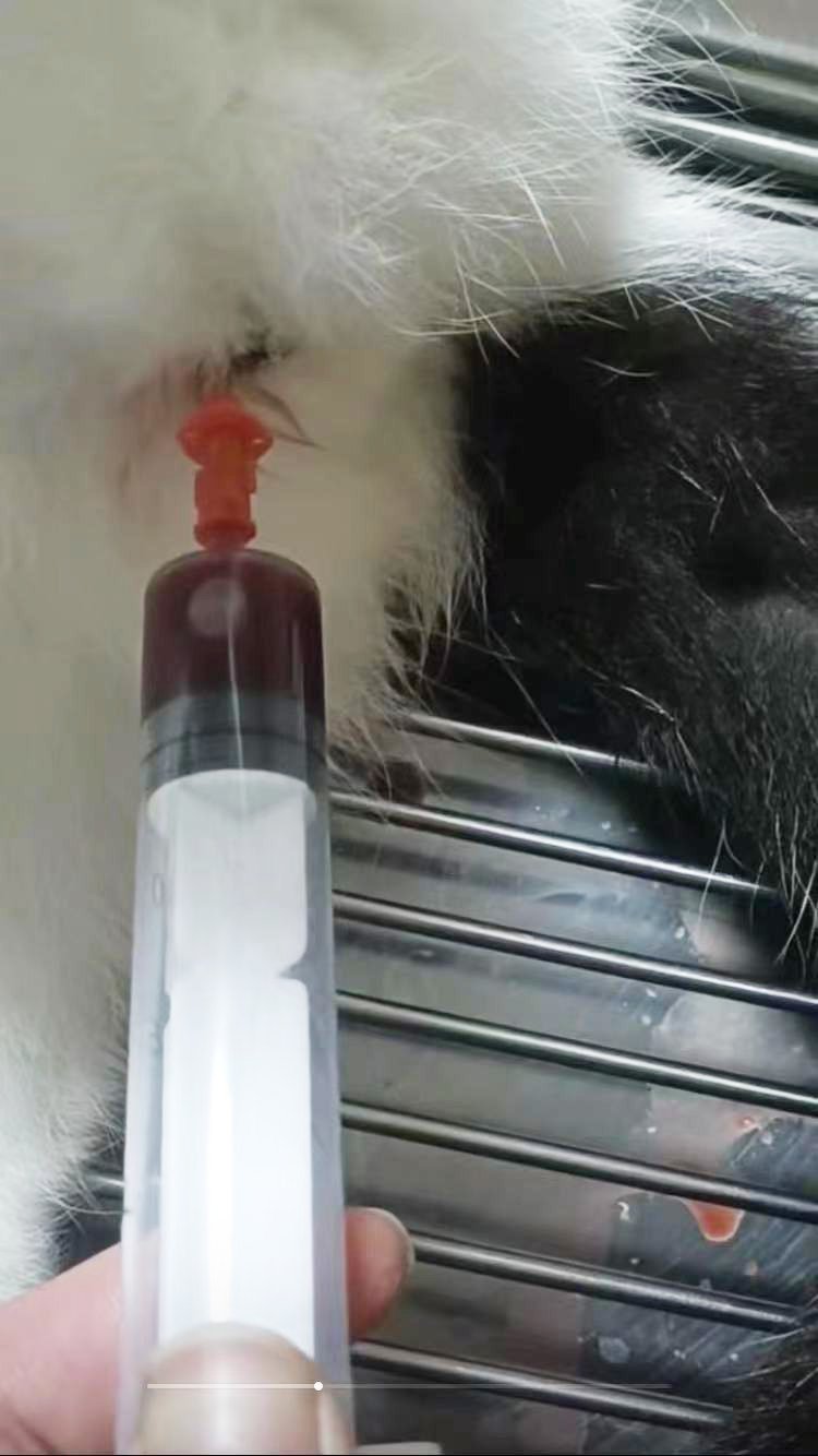 Catheter with Guide Wire EC