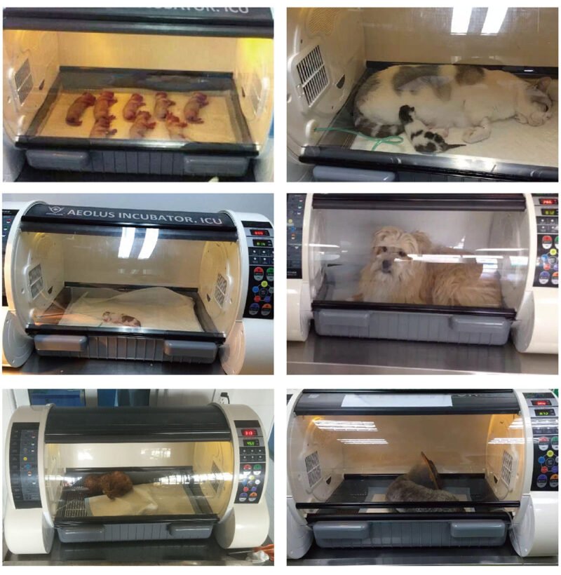 重症监护病房 (ICU) 宠物孵化器兽医孵化器狗猫兔