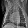 Vetease 3 clinical reference image — example 3
