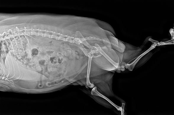 IWA-CT02 Vetist 3 Large-Aperture Veterinary Cone-Beam CT System — clinical reference 2