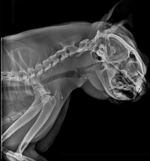 IWA-CT03 Vetopia 50 Advance Veterinary Cone-Beam CT System — clinical reference 1