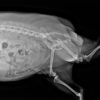 Vetopia 50 clinical reference image — example 2