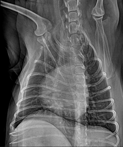 IWA-CT03 Vetopia 50 Advance Veterinary Cone-Beam CT System — clinical reference 3