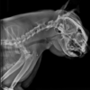 Vetopia 70 clinical reference image — example 1