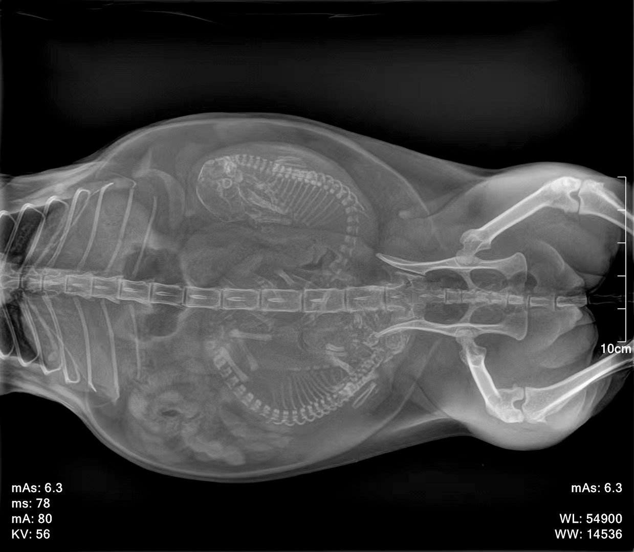 Feline pregnancy radiograph, ventrodorsal view
