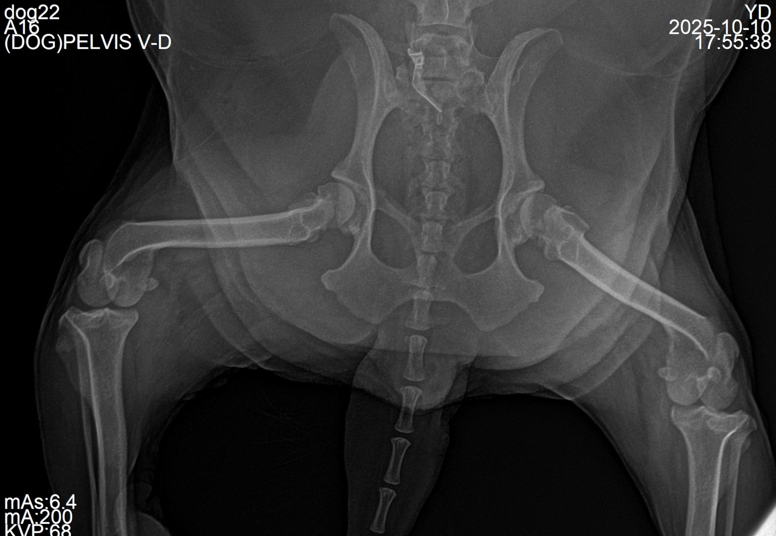 Medium-breed canine radiograph, 12 kg patient