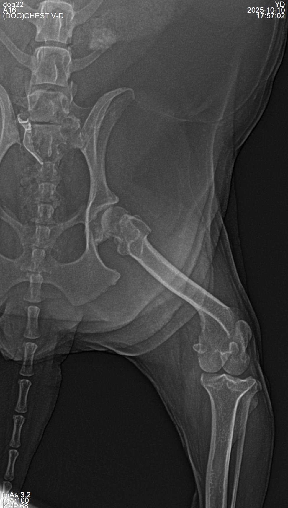 Medium-breed canine radiograph, 12 kg patient