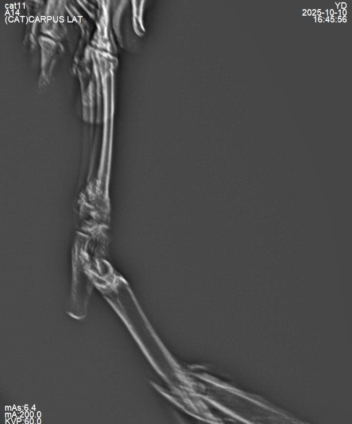 Feline radiograph, 1 kg patient