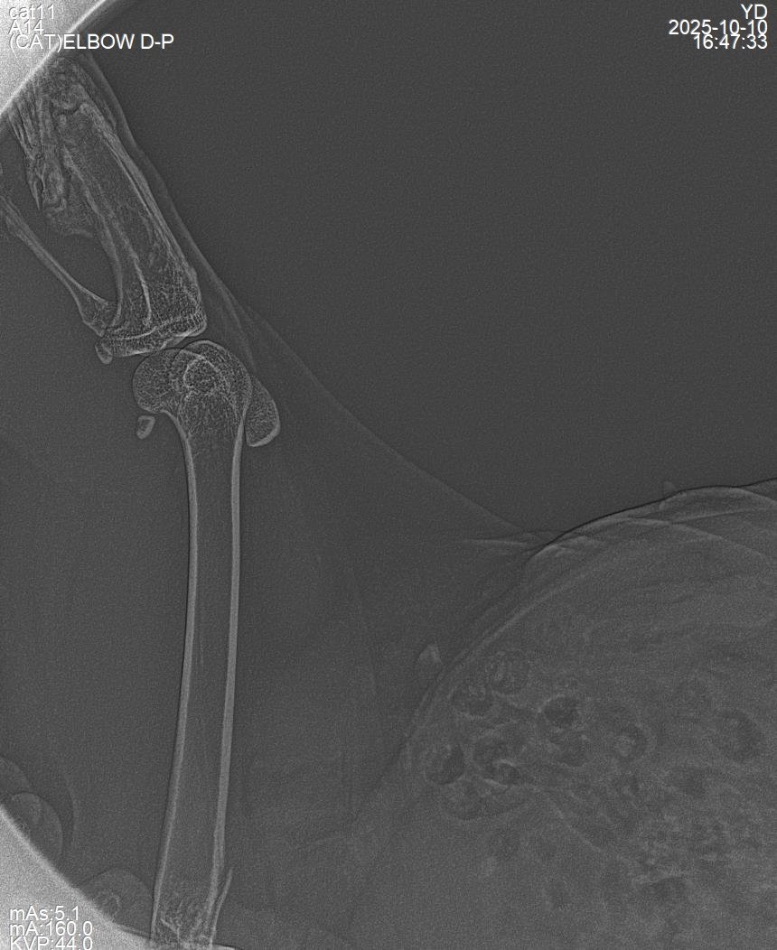 Feline radiograph, 1 kg patient