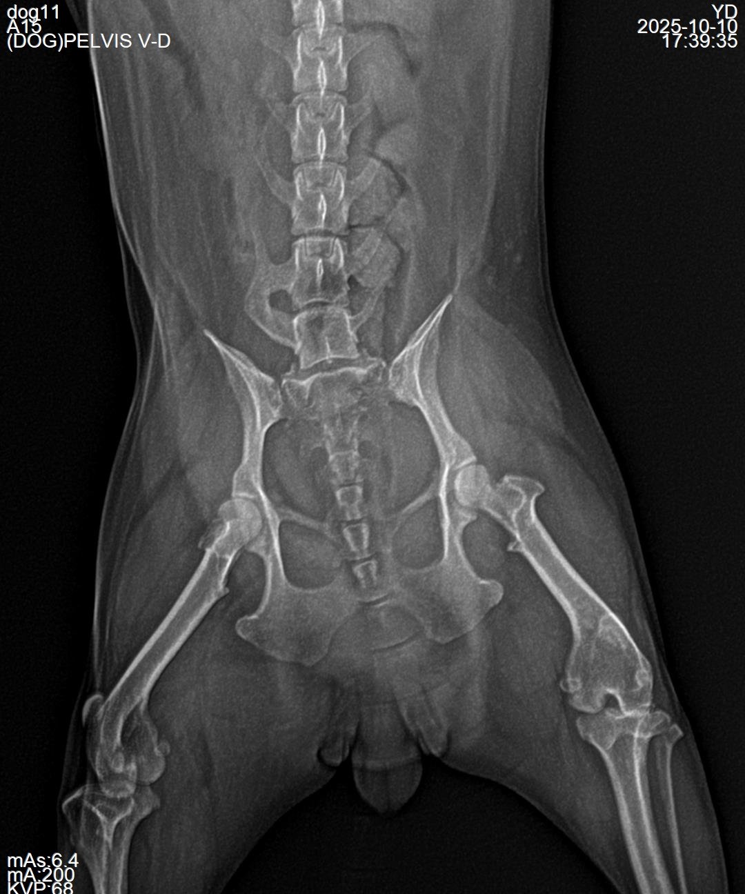 Small-breed canine radiograph, 2 kg patient
