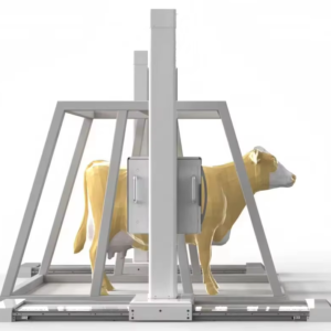 iVision-1000X Bovine-Clamp DR system — front view with bovine patient in clamp frame