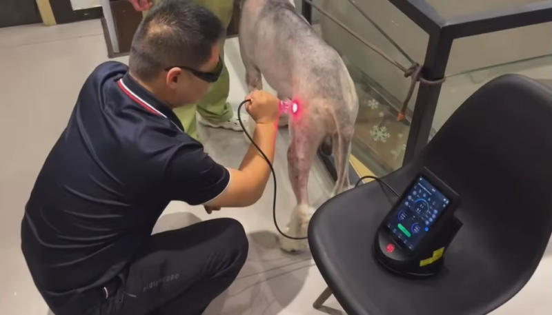 IWA-LAS10 veterinary laser therapy in clinical use on a canine patient
