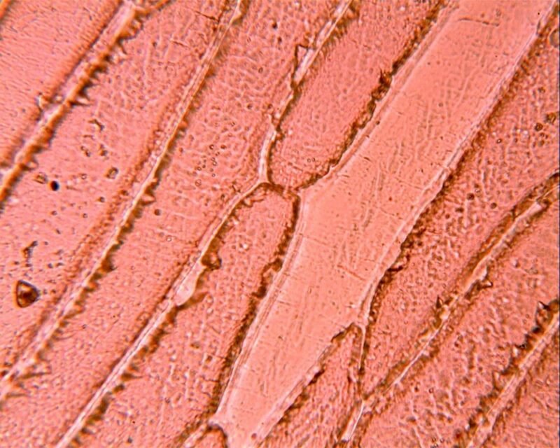 三目生物显微镜 (IWA-MIC102) - detail view 13