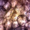 三目生物显微镜 (IWA-MIC102) - detail view 14
