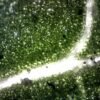 三目生物显微镜 (IWA-MIC102) - detail view 15