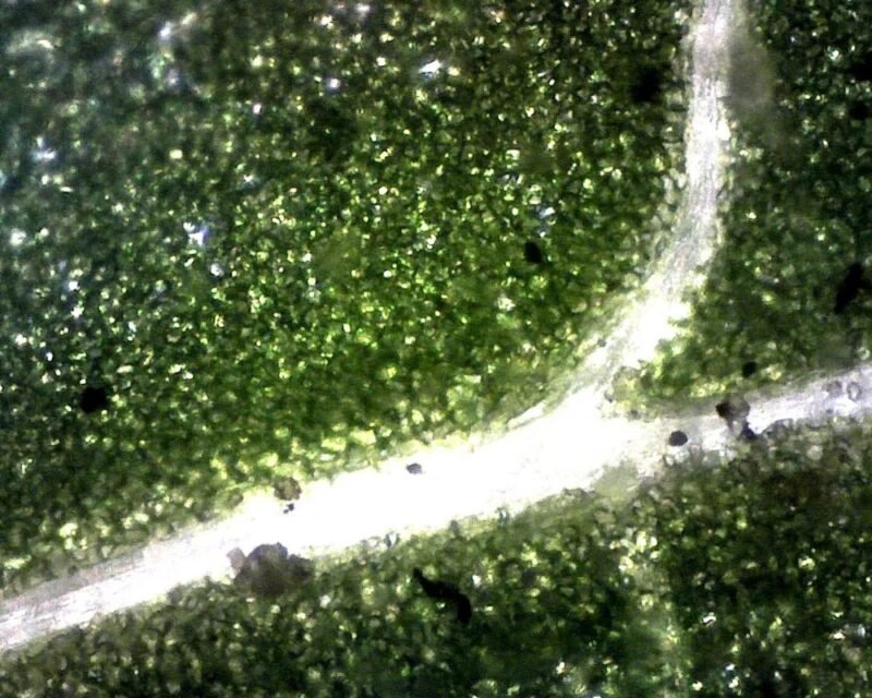三目生物显微镜 (IWA-MIC102) - detail view 15