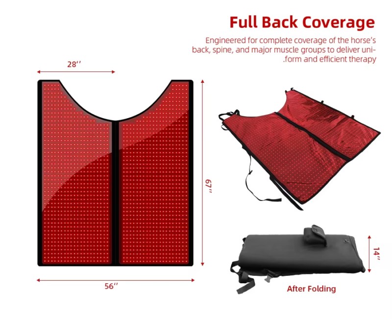 IWA-RLT10 full-back coverage diagram — engineered for back, spine, and major muscle groups