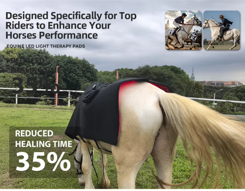 IWA-RLT10 — equine red light therapy blanket worn during conditioning warm-up