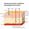 IWA-RLT30 — wavelength penetration through hoof and pastern tissue layers