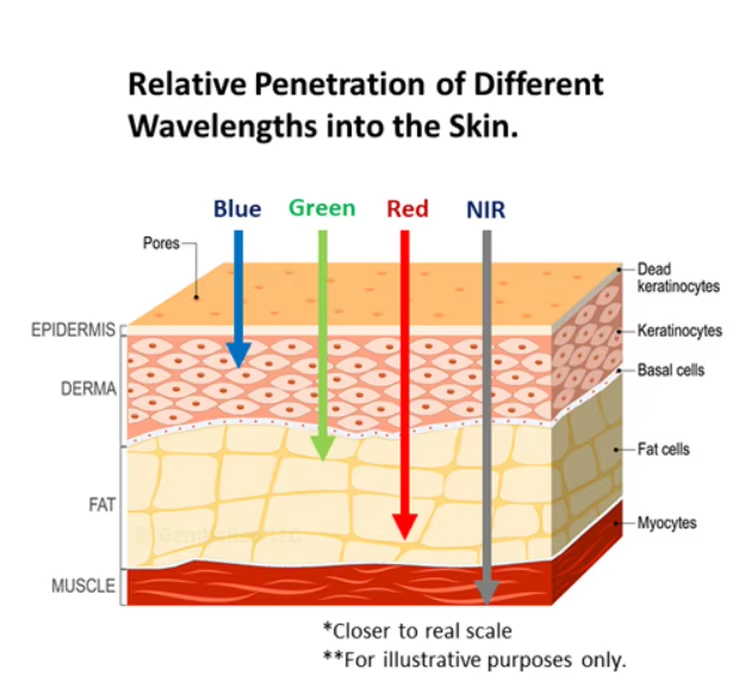 IWA-RLT30 — wavelength penetration through hoof and pastern tissue layers