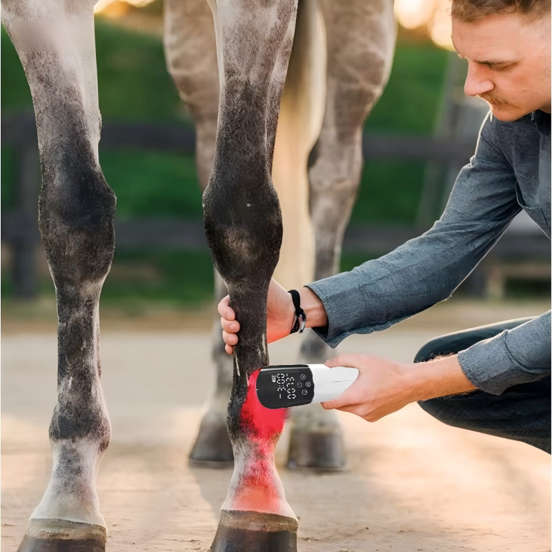 IWA-RLT40 handheld red light therapy device used on equine f IWA-RLT40 handheld red light therapy device used on equine fetlock — clinical application