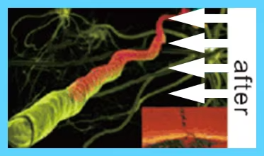 IWA-RLT40 — illustration of cellular response to 660 nm and IWA-RLT40 — illustration of cellular response to 660 nm and 850 nm photobiomodulation