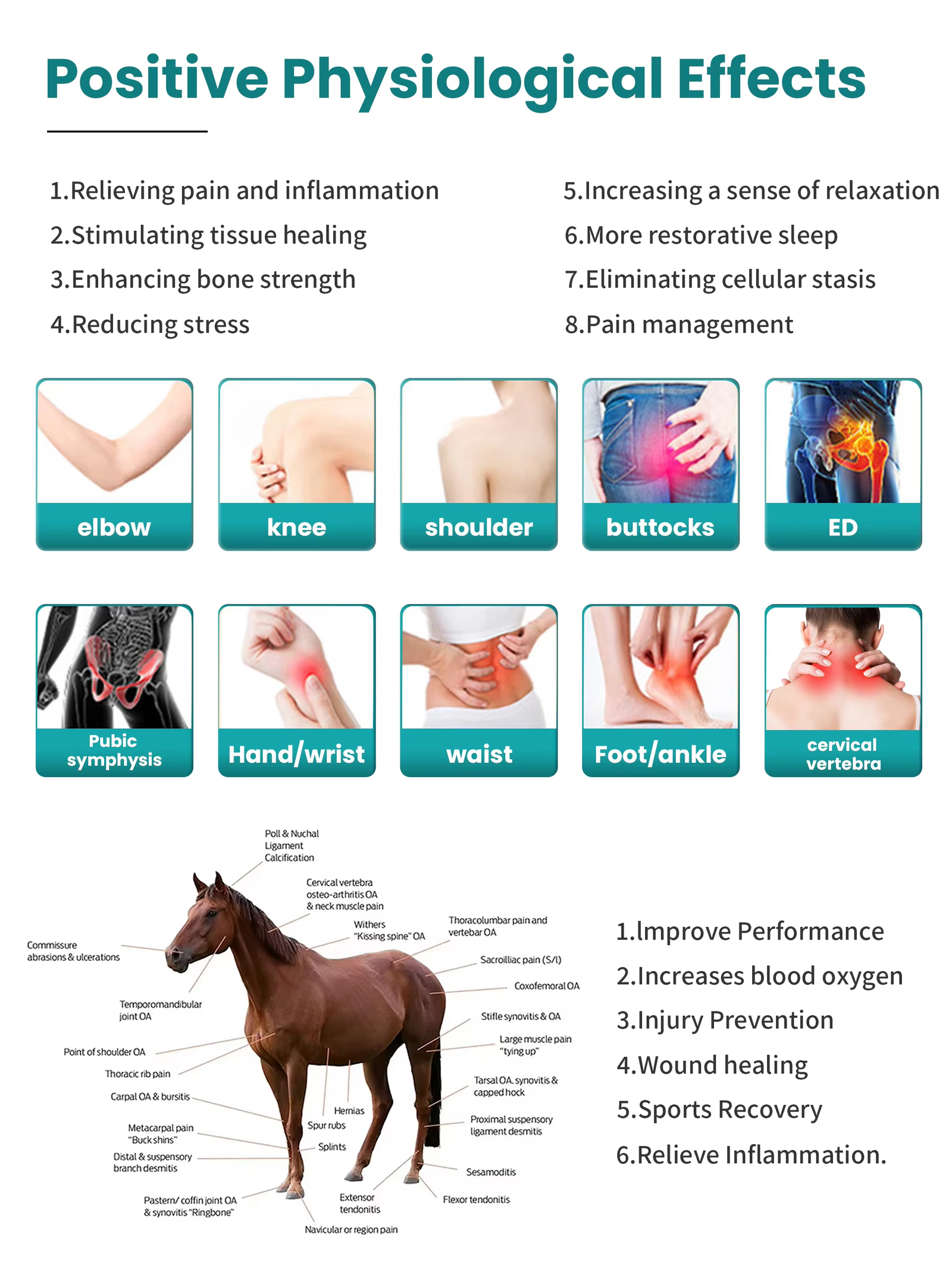 IWA-SWT30 Compact Desktop Pneumatic Equine Shockwave Therapy Machine — effects