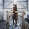 IWA-TM10 — horse in underwater treadmill, side view through IWA-TM10 — horse in underwater treadmill, side view through transparent panel
