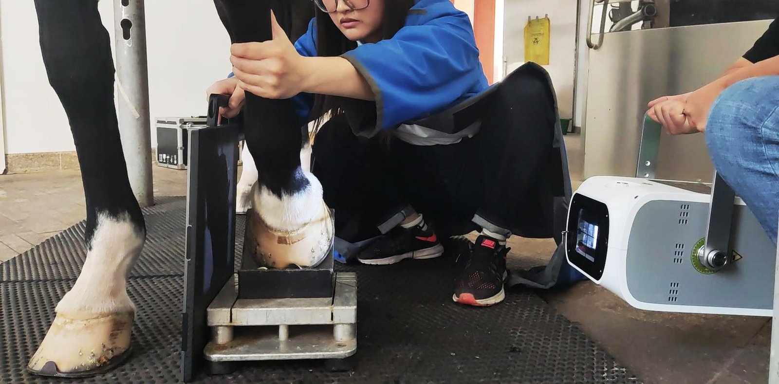 iFlex-40 portable equine DR in use at the stable