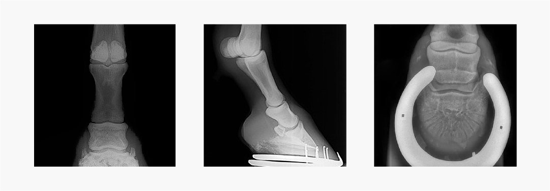 Equine hoof radiographs, three views (DP / lateral / shod)
