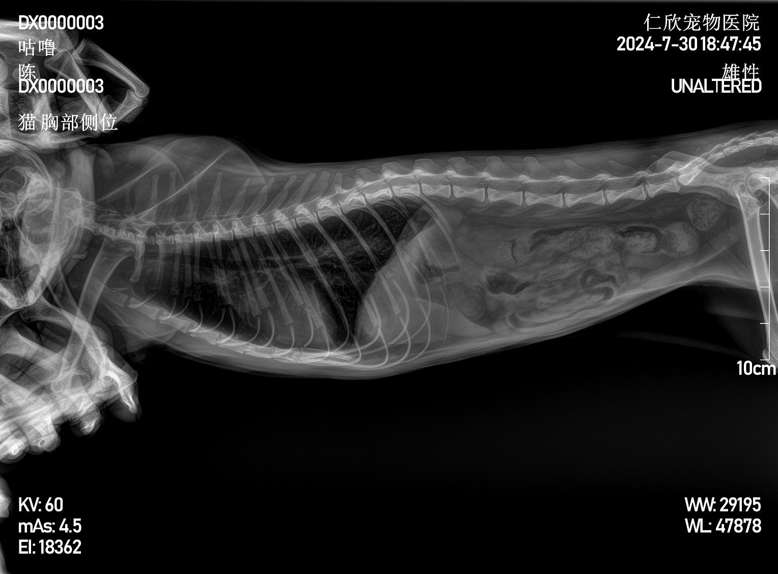 Feline thoracic radiograph, lateral view