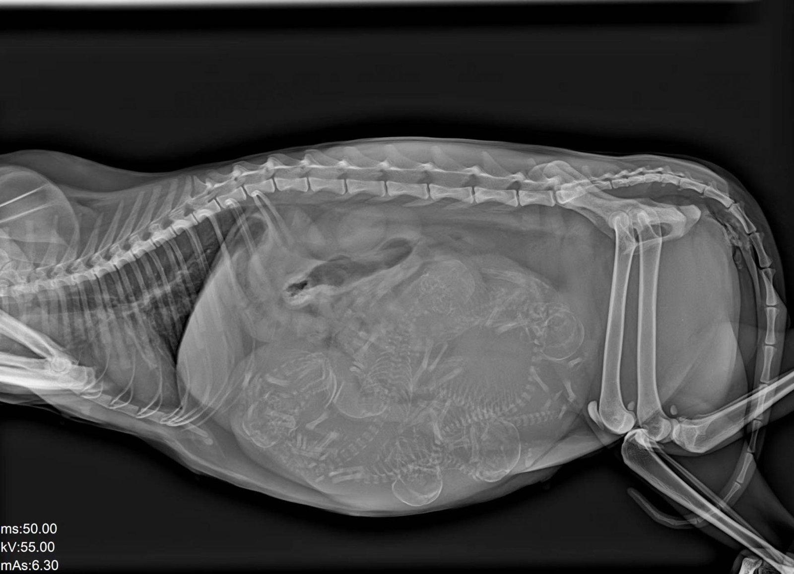 Feline pregnancy radiograph, lateral view