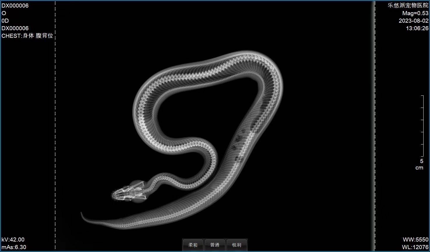 Snake whole-body radiograph