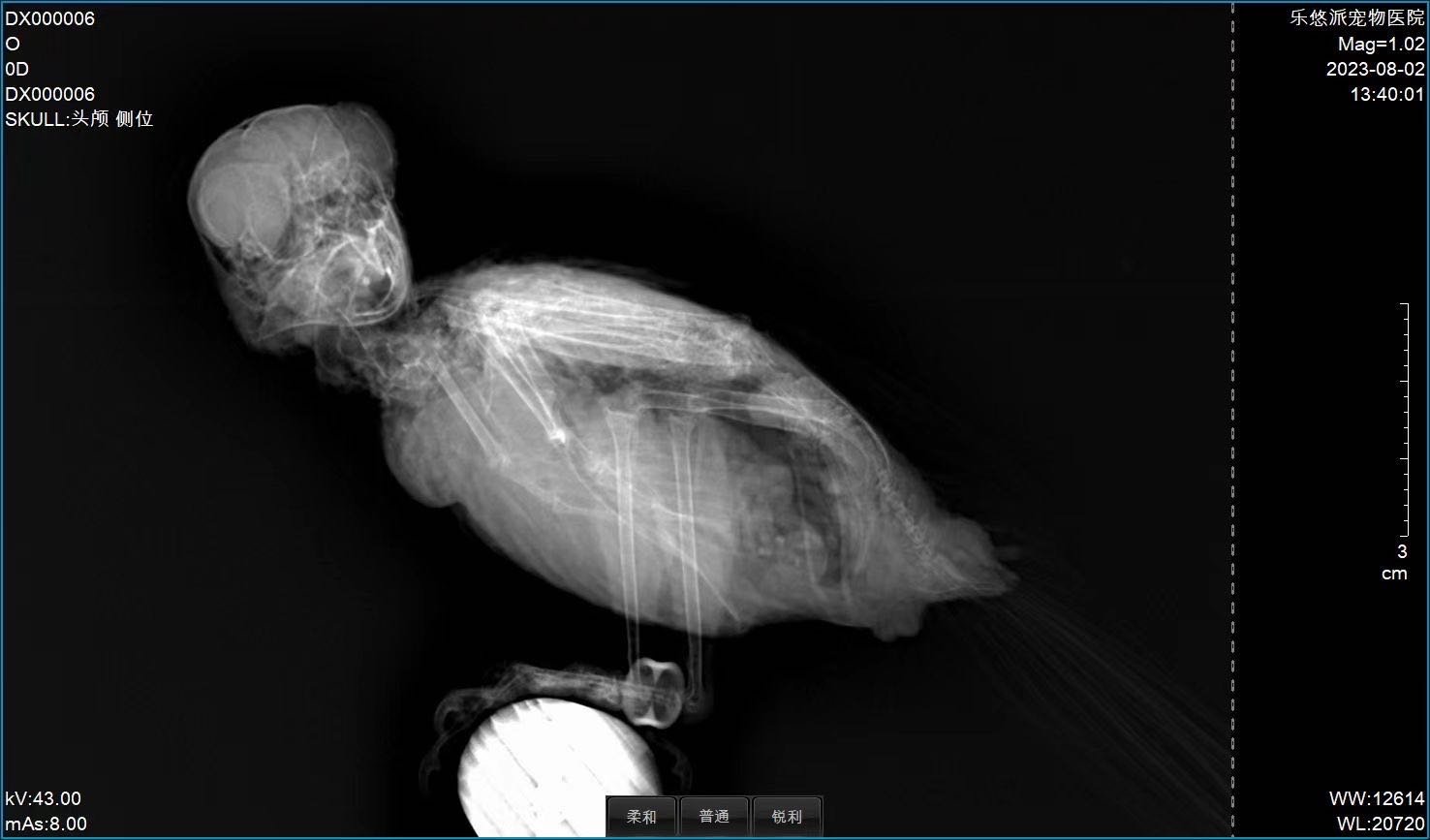 Avian radiograph