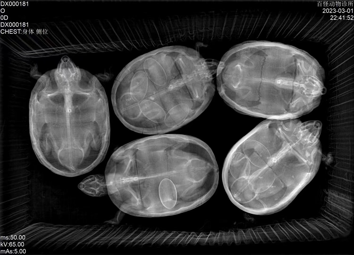 Chelonian radiograph