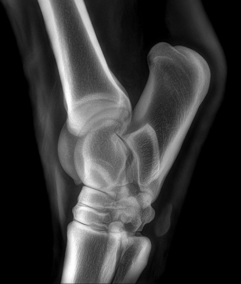 Equine carpus radiograph