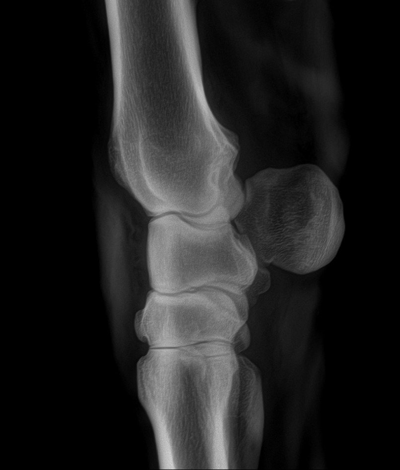 Equine distal-limb radiograph