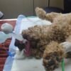 VBA1 apnea alarm connected between the endotracheal tube and the anesthesia breathing circuit of an intubated canine patient