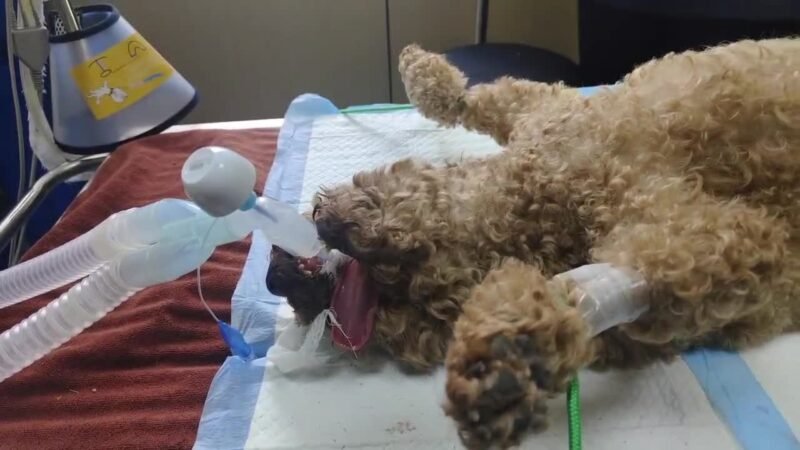 VBA1 apnea alarm connected between the endotracheal tube and the anesthesia breathing circuit of an intubated canine patient