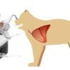 Illustration of VCN2 nebulizer mask delivering aerosol to the lower respiratory tract of a feline patient